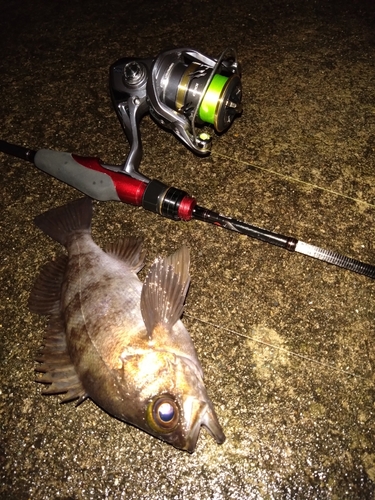 メバルの釣果