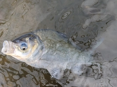 ヘラブナの釣果