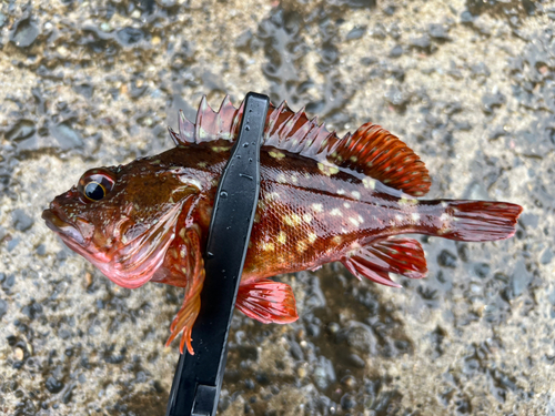 カサゴの釣果