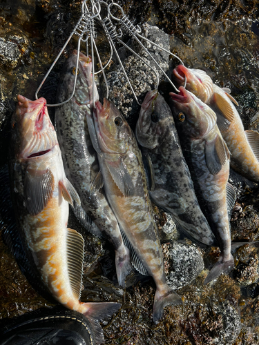 ホッケの釣果