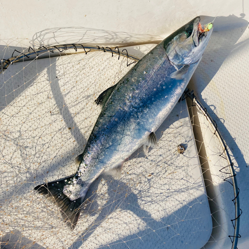 サクラマスの釣果