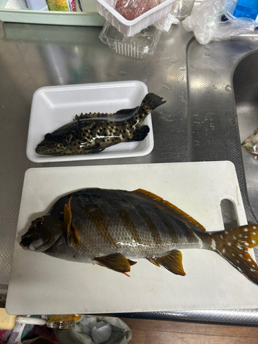 タカノハダイの釣果