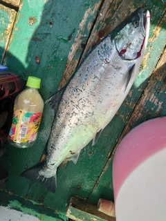 サクラマスの釣果