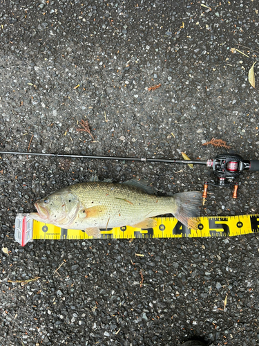 ブラックバスの釣果