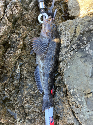 アイナメの釣果