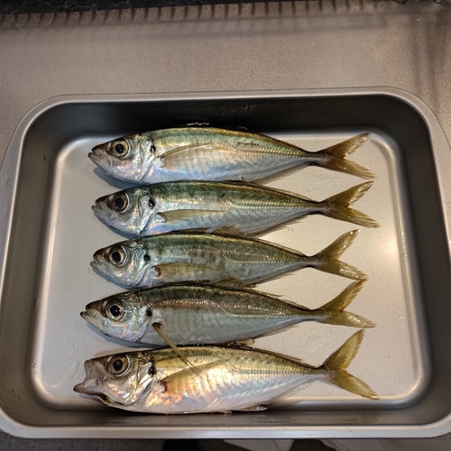 アジの釣果