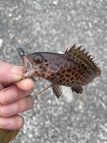 オオモンハタの釣果