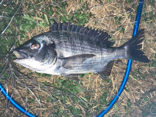 チンチンの釣果