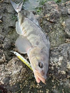 ホッケの釣果