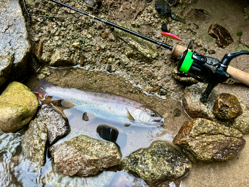 ヤマメの釣果