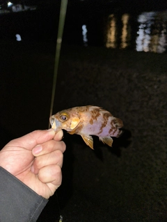 シロメバルの釣果