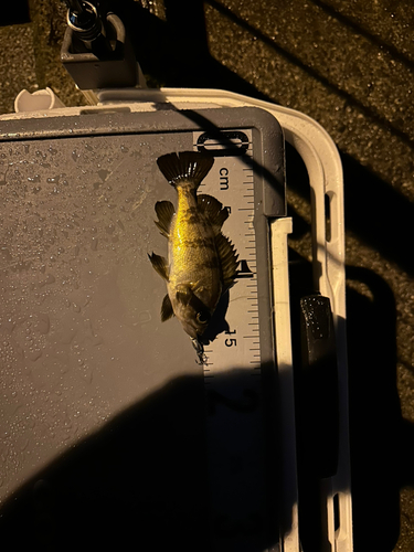 シロメバルの釣果