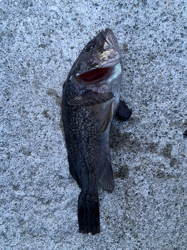 クロソイの釣果