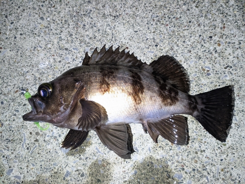 メバルの釣果