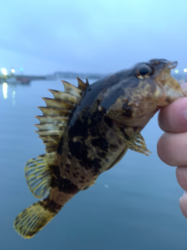 タケノコメバルの釣果