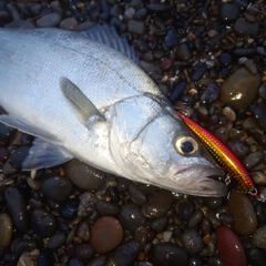 ヒラスズキの釣果