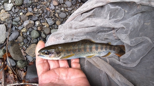 アマゴの釣果