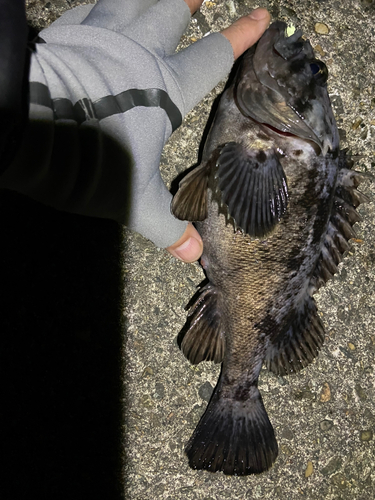 クロソイの釣果