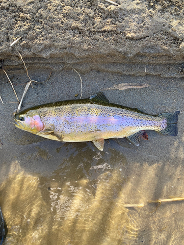 ニジマスの釣果