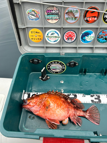 ウッカリカサゴの釣果