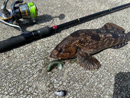 アイナメの釣果