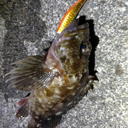 なんちゅうか本チヌかの釣果