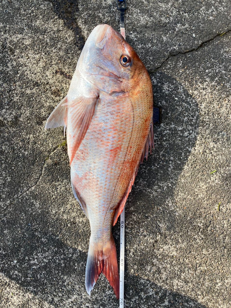 げちさんの釣果 2枚目の画像