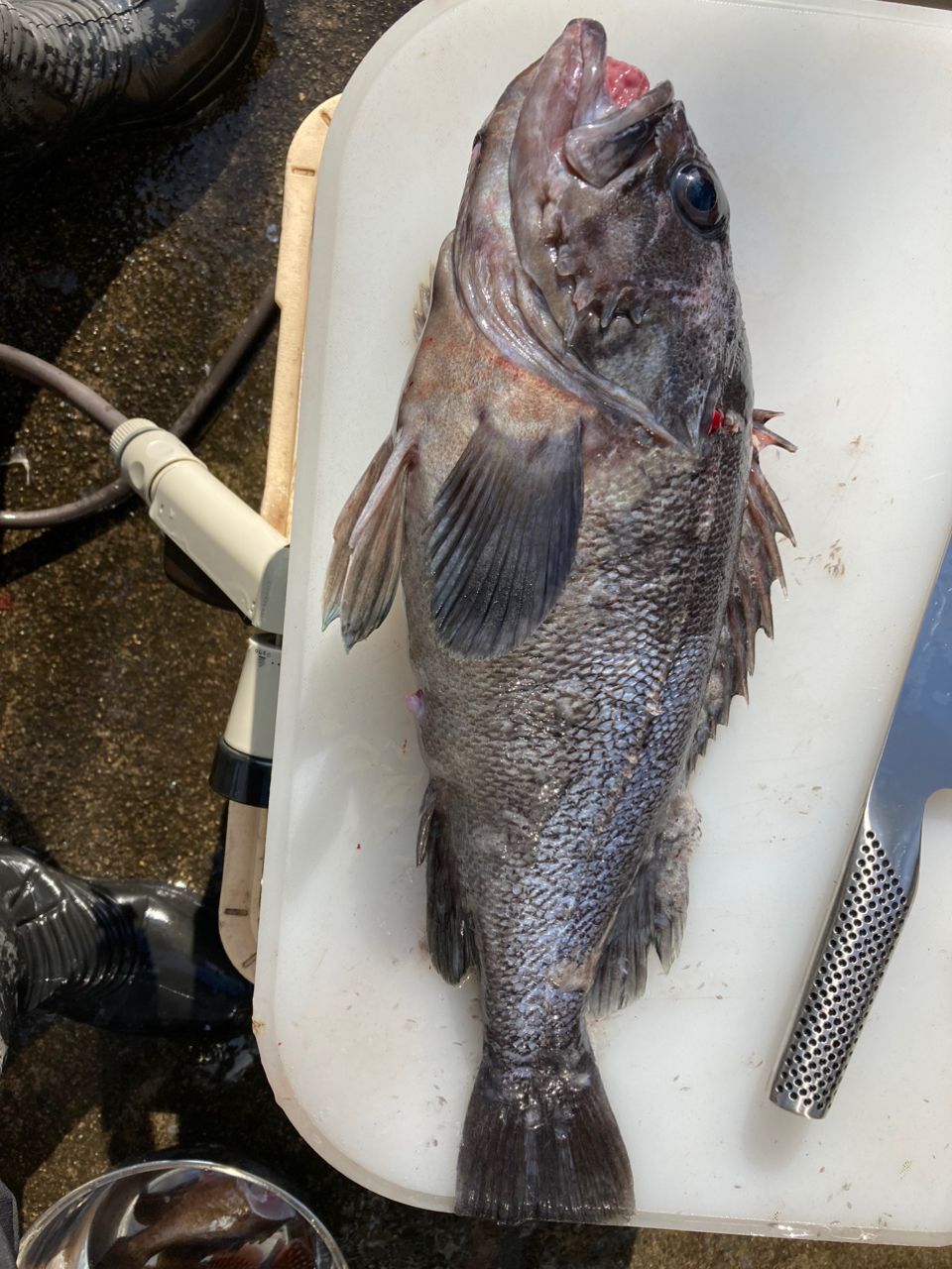 げちさんの釣果 3枚目の画像