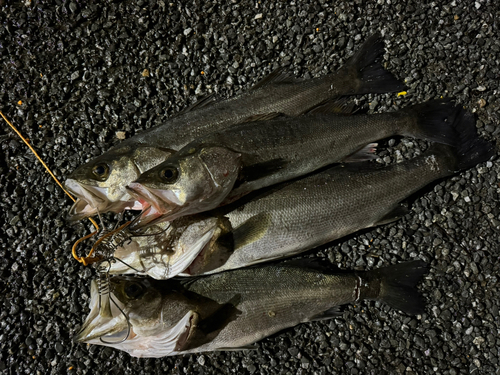 シーバスの釣果