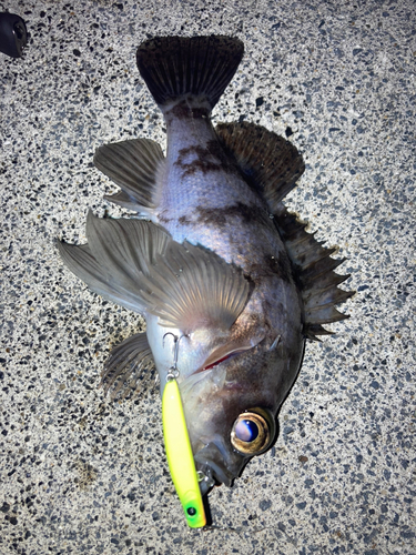 メバルの釣果