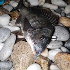 チヌの釣果