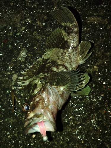 ムラソイの釣果