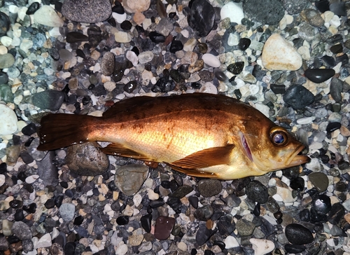 メバルの釣果