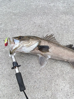 シーバスの釣果