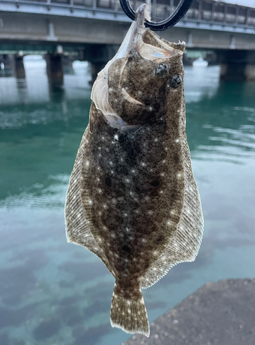 ヒラメの釣果