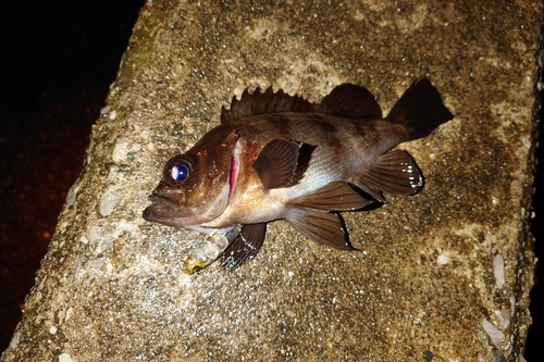 メバルの釣果