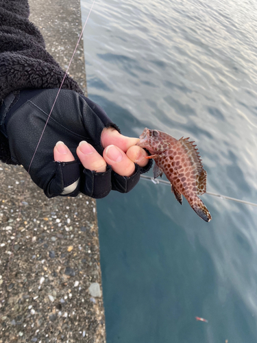 オオモンハタの釣果