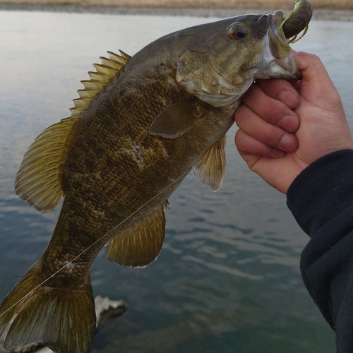 スモールマウスバスの釣果