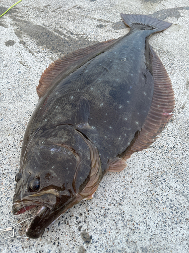 ヒラメの釣果