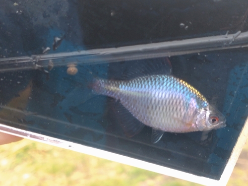 タイリクバラタナゴの釣果