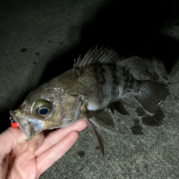 東北ニキの釣果