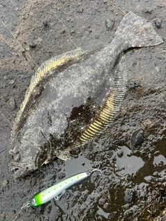 ソゲの釣果