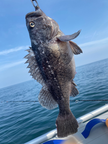 クロソイの釣果