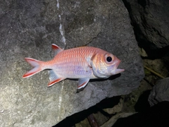 アカマツカサの釣果