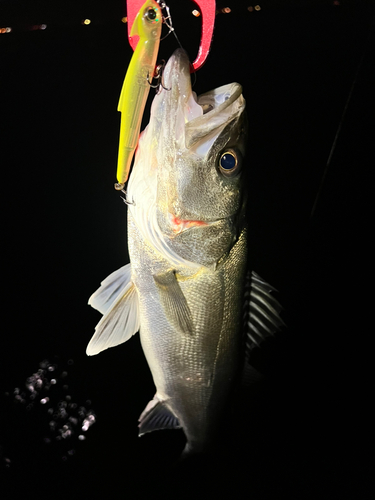 マルスズキの釣果