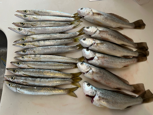 カマスの釣果