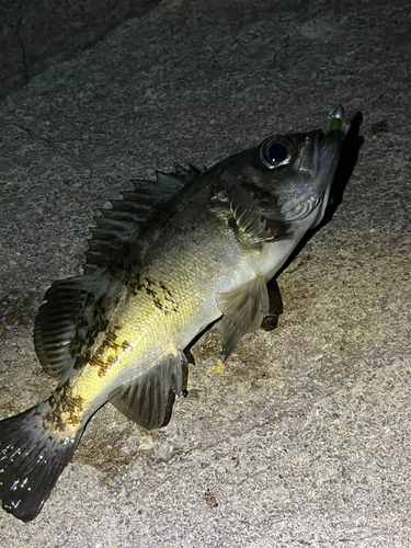 メバルの釣果