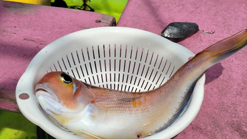 アマダイの釣果