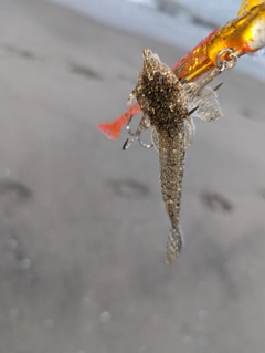 ネズミゴチの釣果