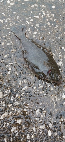 カレイの釣果